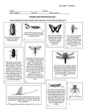 Winged Insect Dichotomous Key
